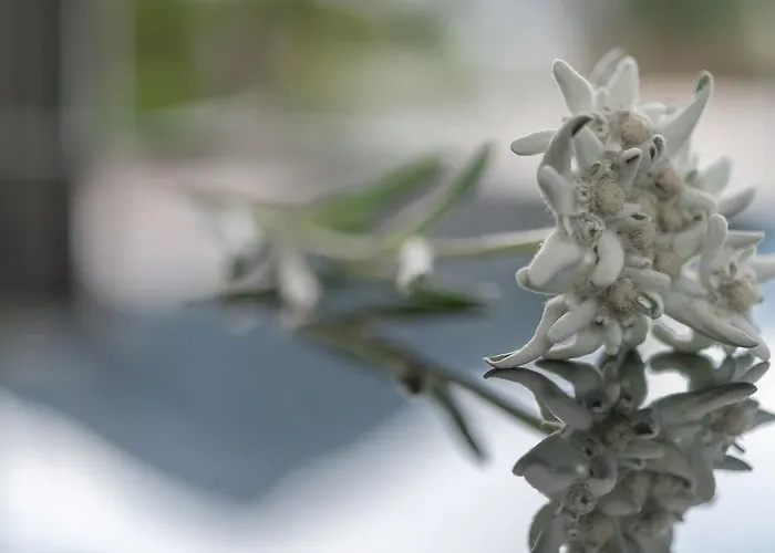 Residenz Allegra Апарт-отель