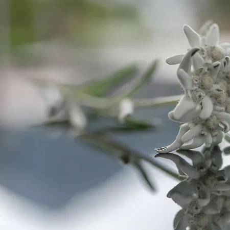 Residenz Allegra מלון דירות