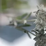 Residenz Allegra Aparthotel